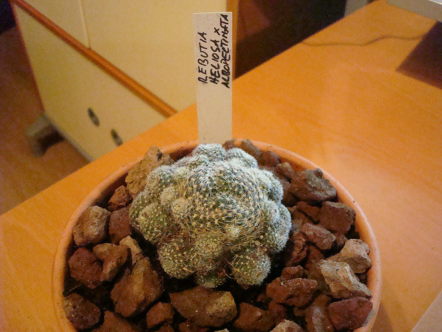 5008974735_5f8cfbecff_z.jpg