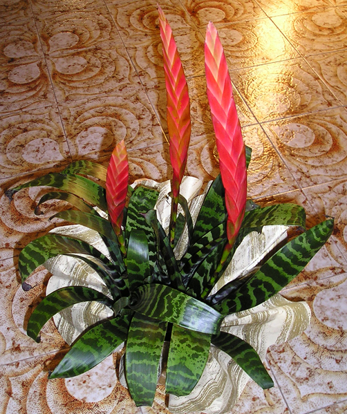 502px-Vriesia_Bromeliaceae.png