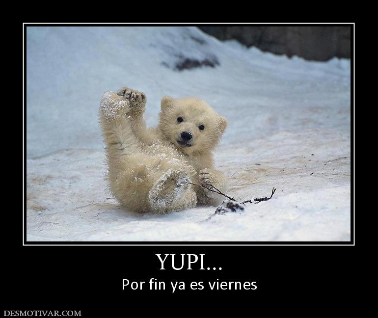 50369_yupi.jpg