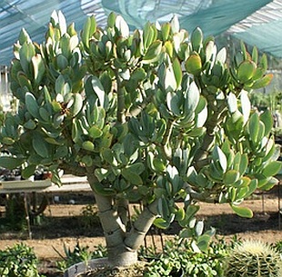 5038-crassula-arborescens-tlustice.jpg
