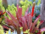 50507827.Aechmea_pineliana.jpg