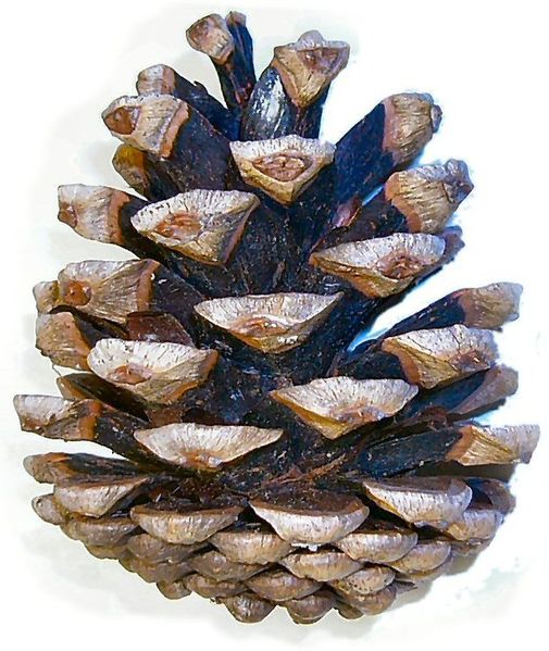 505px-Pinus_nigra_cone.jpg