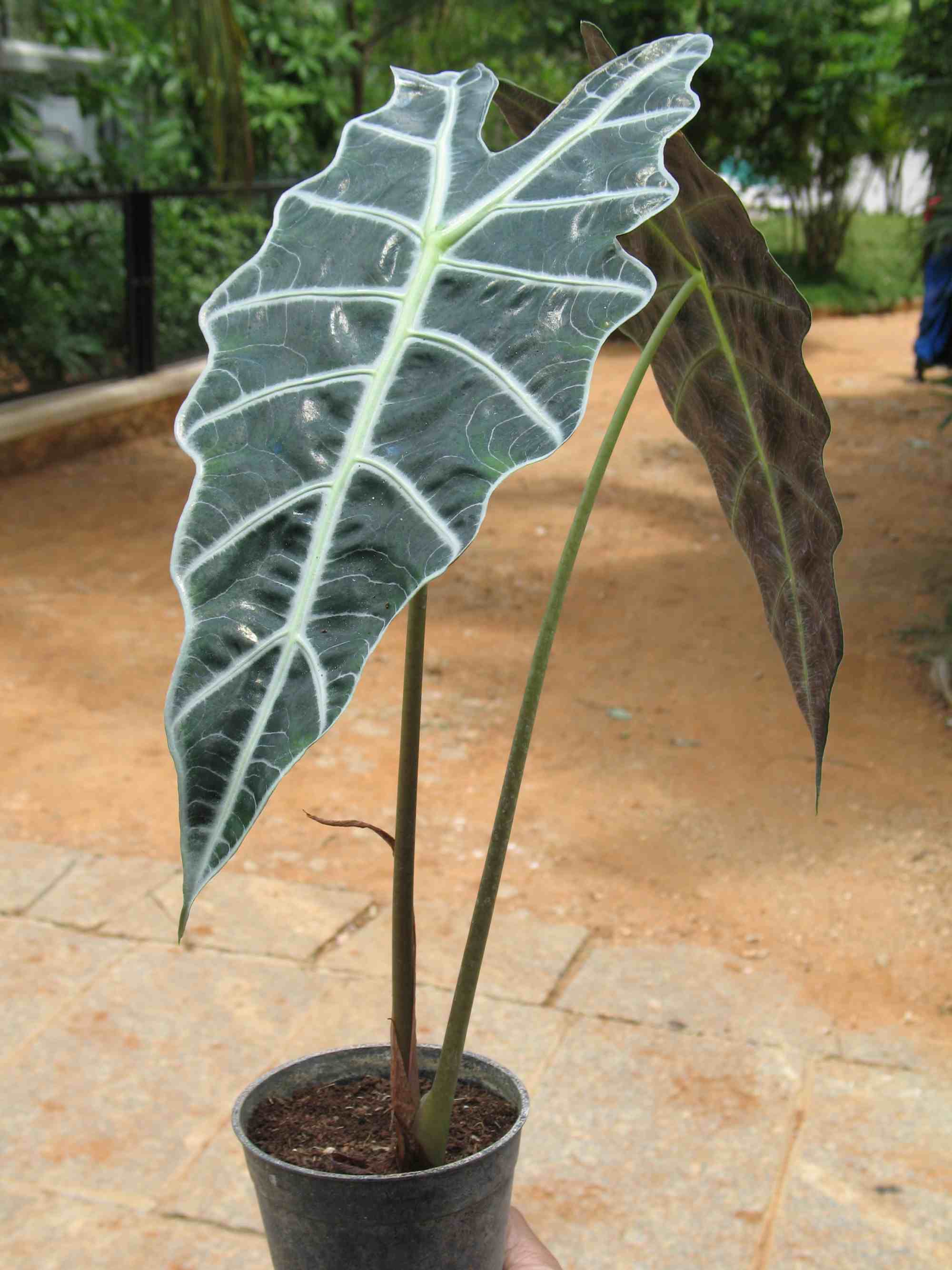 50Alocasia%20amazonica.JPG