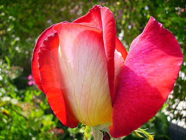50cb5e6d.jpg