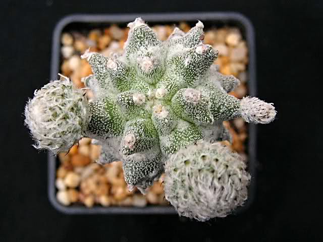 50fp04.jpg