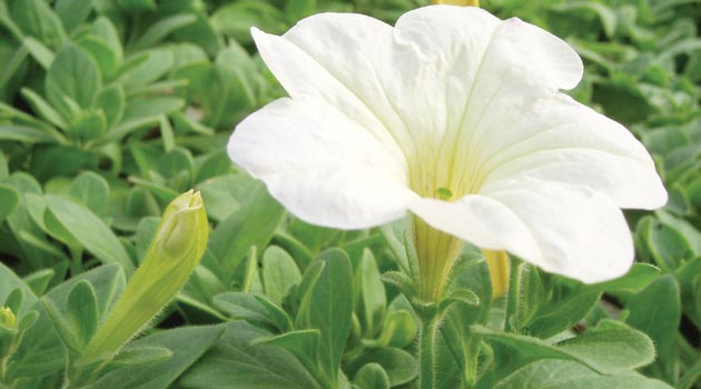 51%20petunia_1.jpg