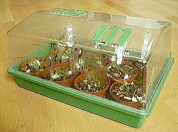 51%20saemlinge%2520in%2520box%25204.jpg