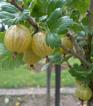 5101-rebes-uva-crispa-skvost-angrest.jpg