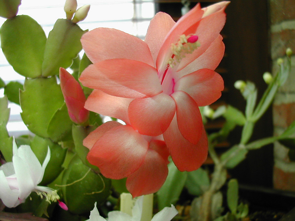 5104942777_0cdf289464_b.jpg