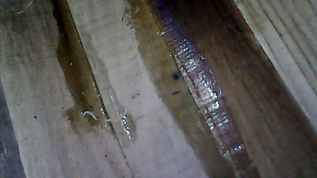 51107326530_ace16a1fdc_z.jpg