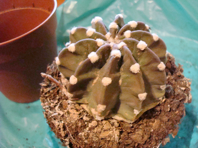 5120842581_07ab303673_z.jpg