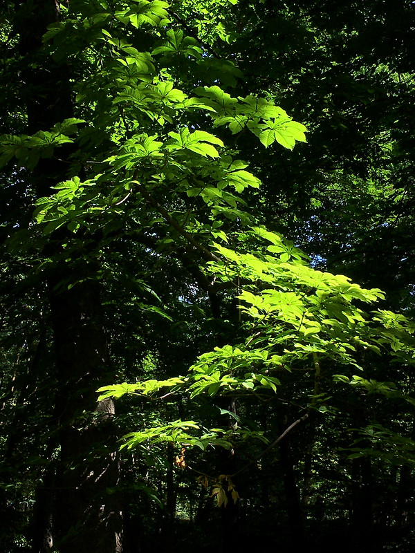 51240756567_1a64e769f9_c.jpg