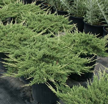 5153-juniperus-horizontalis-prince-of-wales.jpg