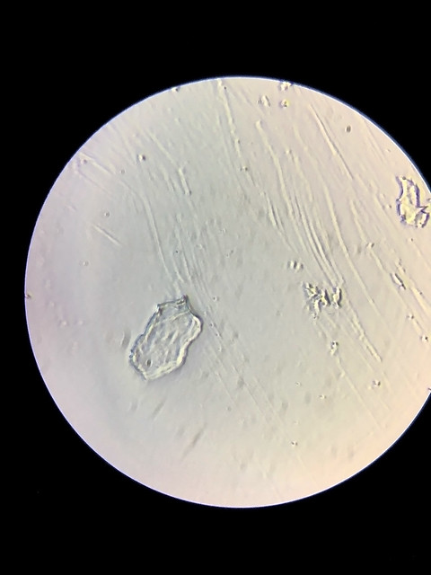 51621254408_7f51eb25dc_z.jpg