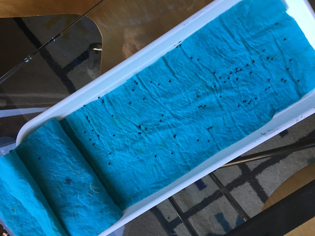 51678622011_57795511bf_z.jpg