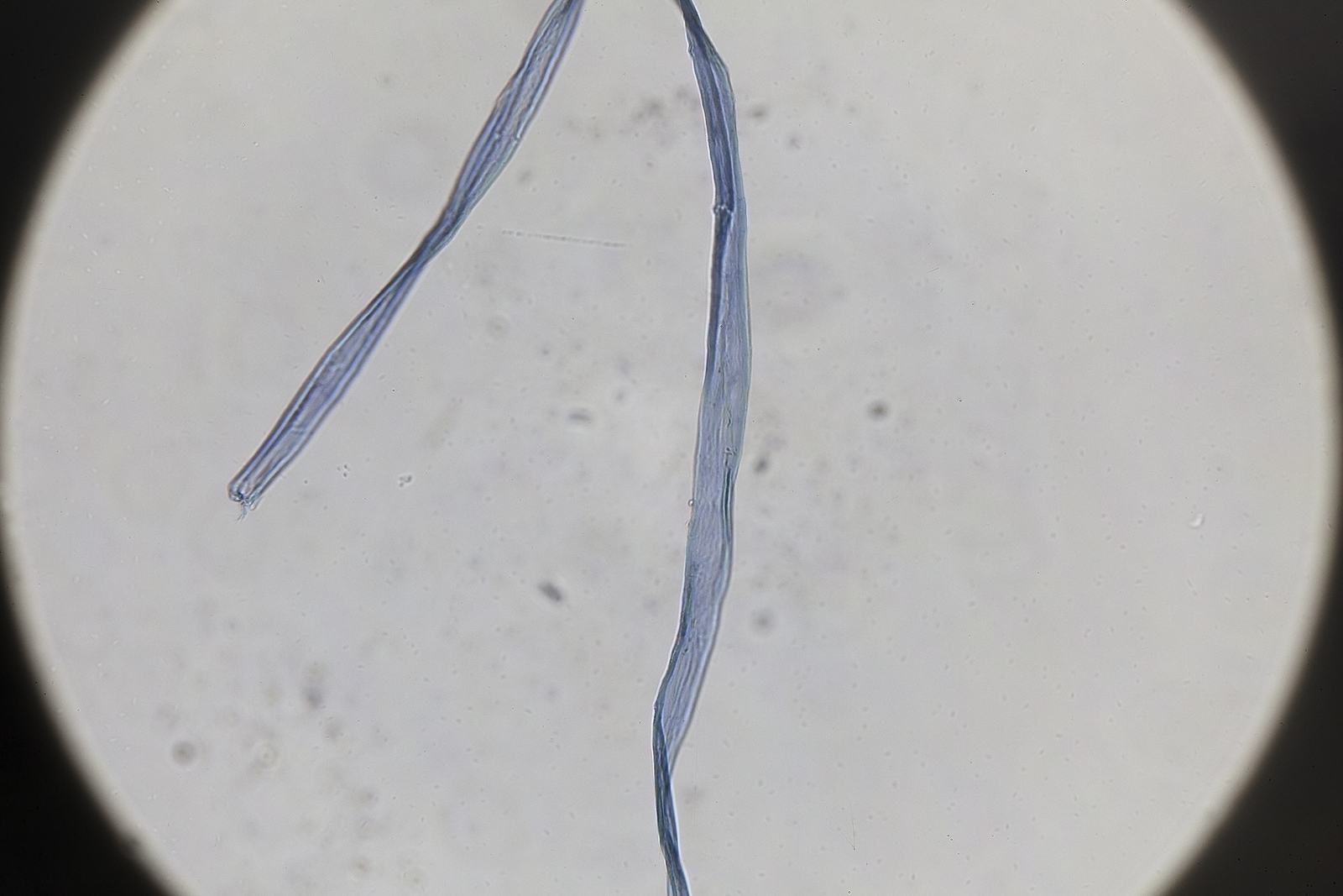51710092188_98b1d7f5d0_o.jpg