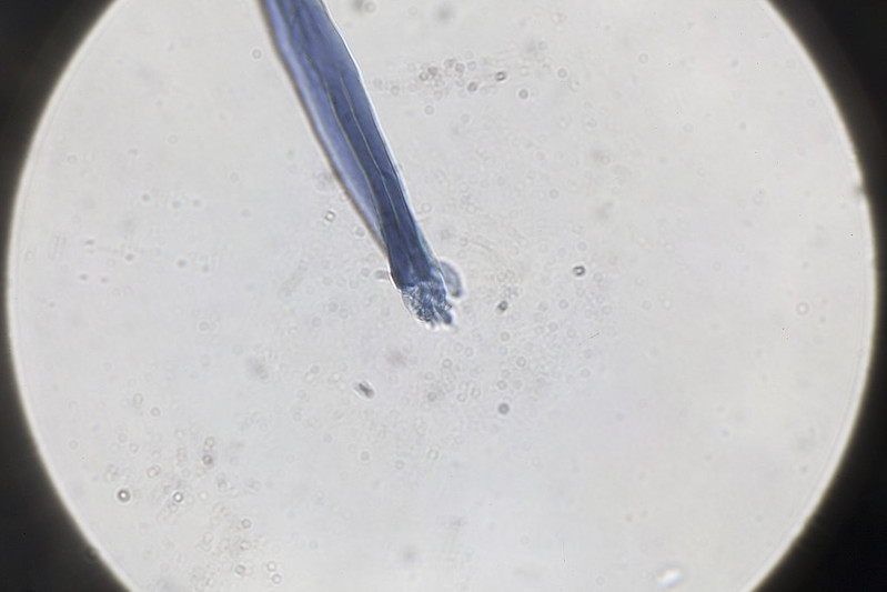 51710704415_1e84bbec2a_c.jpg