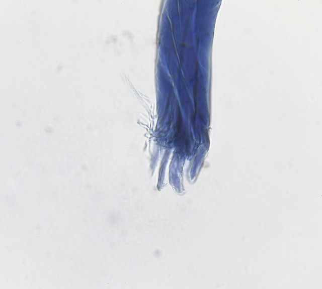 51717437533_860ca349e7_z.jpg