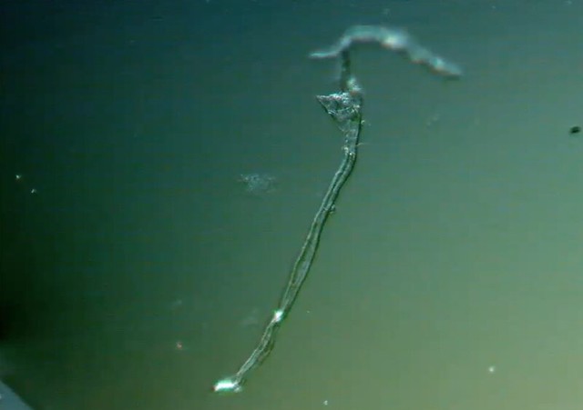 51749026135_7eb7534c18_z.jpg