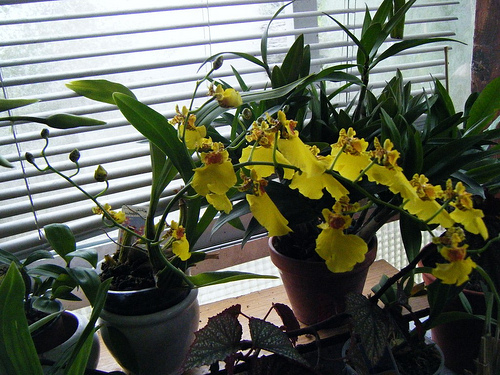 5177739619_eb72143d07.jpg