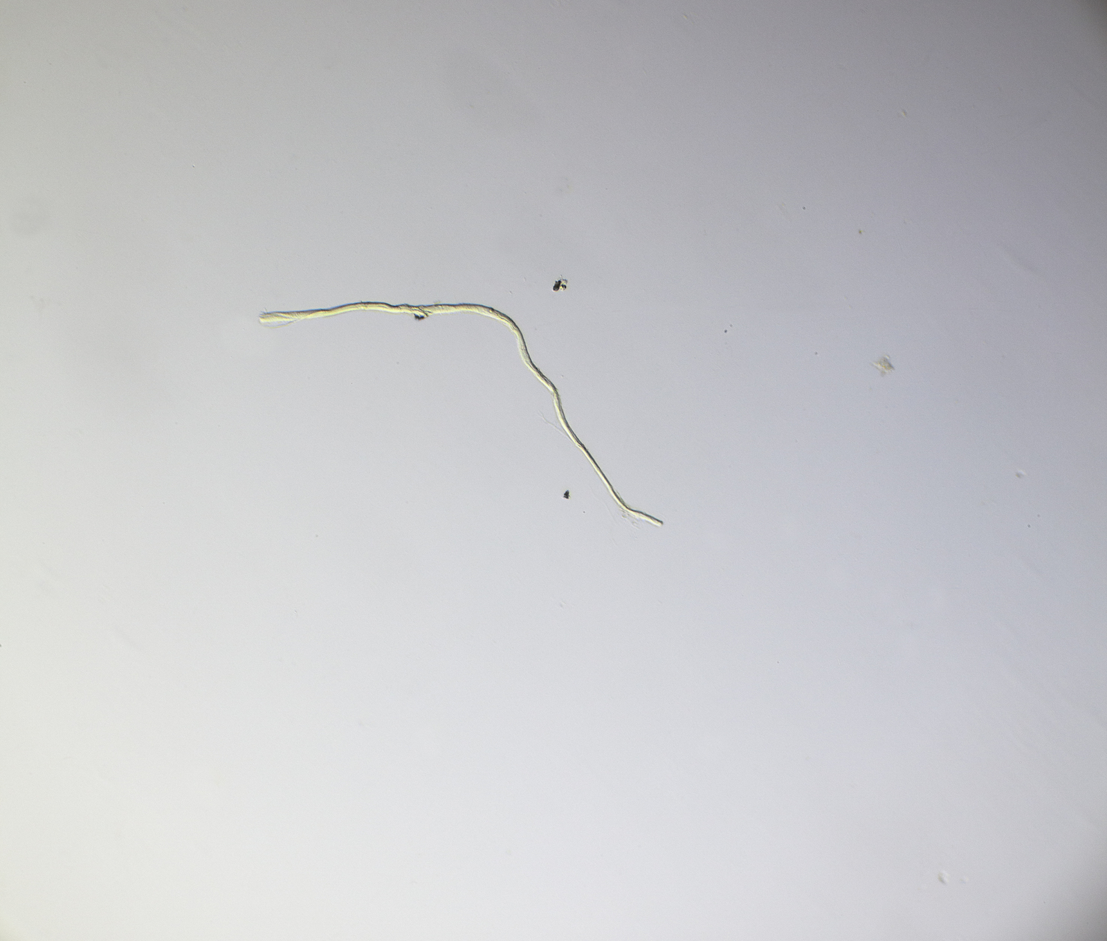 51806209479_c7d1dc5ebb_o.jpg