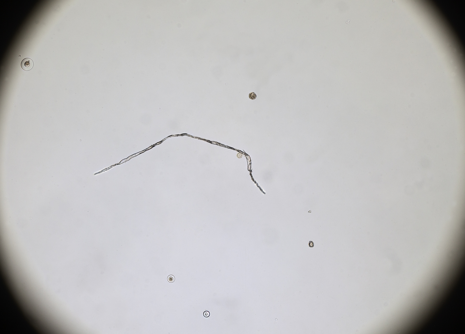 51884705992_07ab166d4a_o.jpg