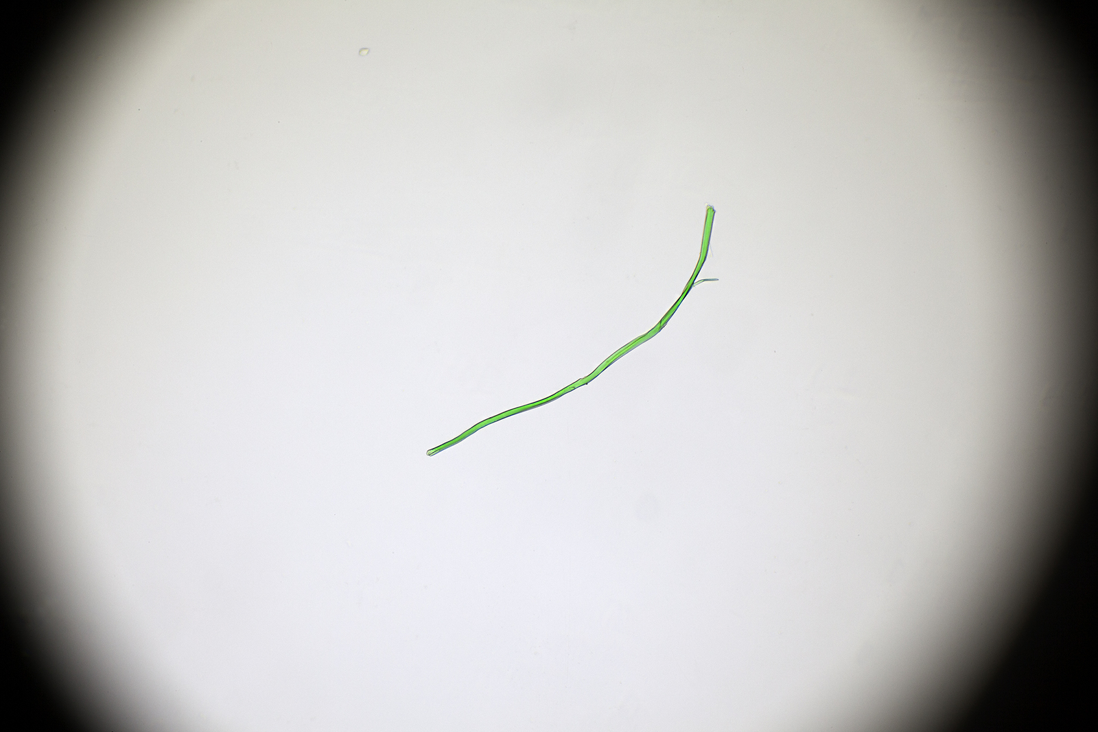51912938751_20576530d2_o.jpg