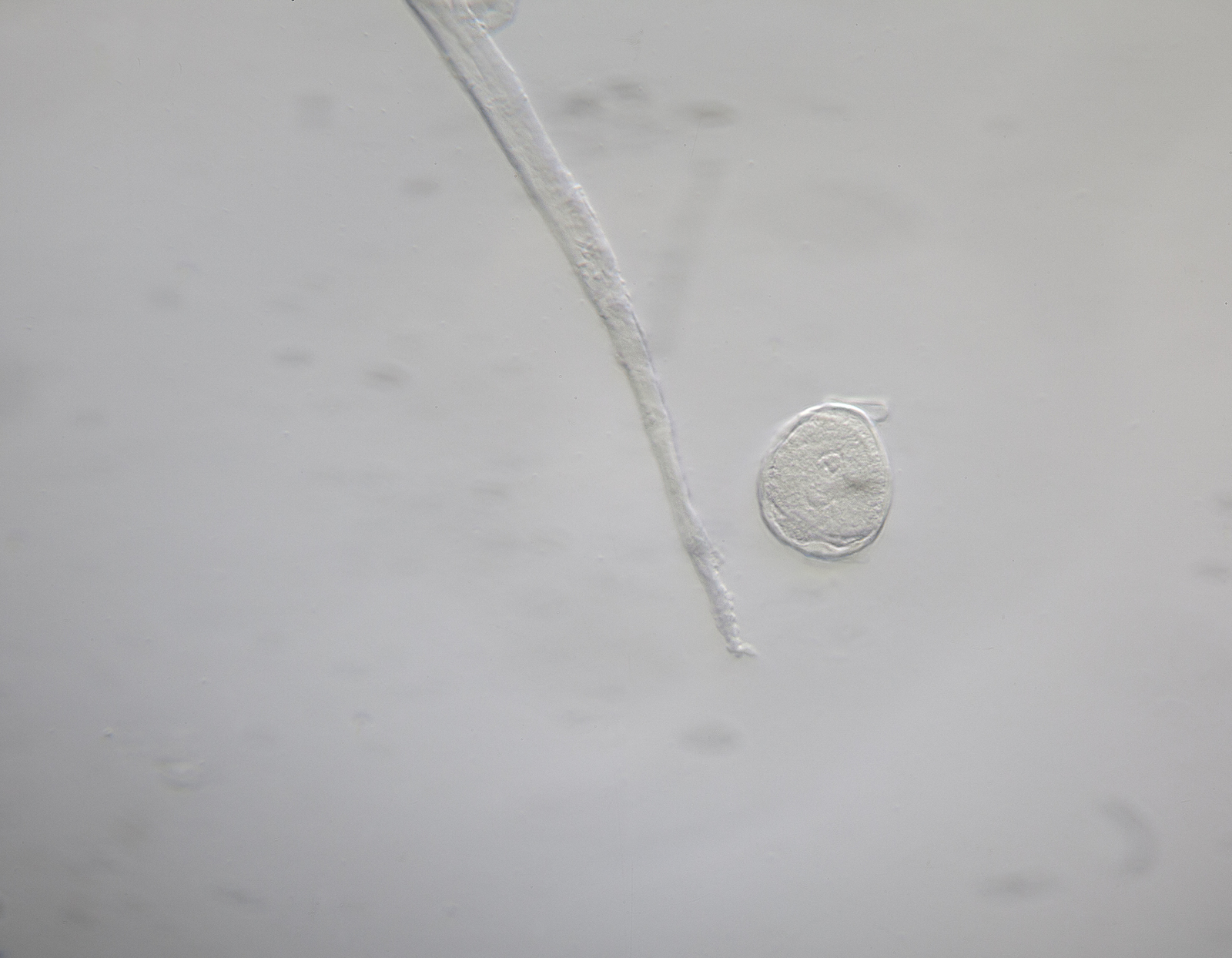 51912939486_1570f7e07e_o.jpg