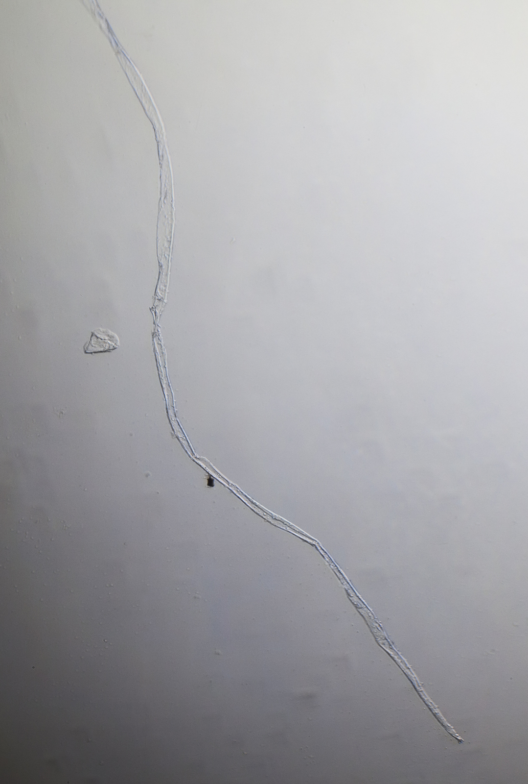 51913033683_52df4b7647_o.jpg