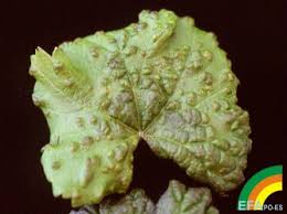 520(Erinosis%252520de%252520la%252520vi%2525F1a)%252520-%252520S%2525EDntomas%252520en%252520haz.jpg