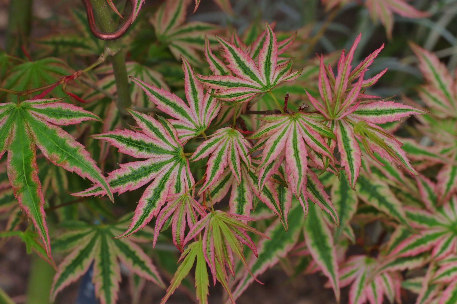 52010923631_3e63b9467b_h.jpg