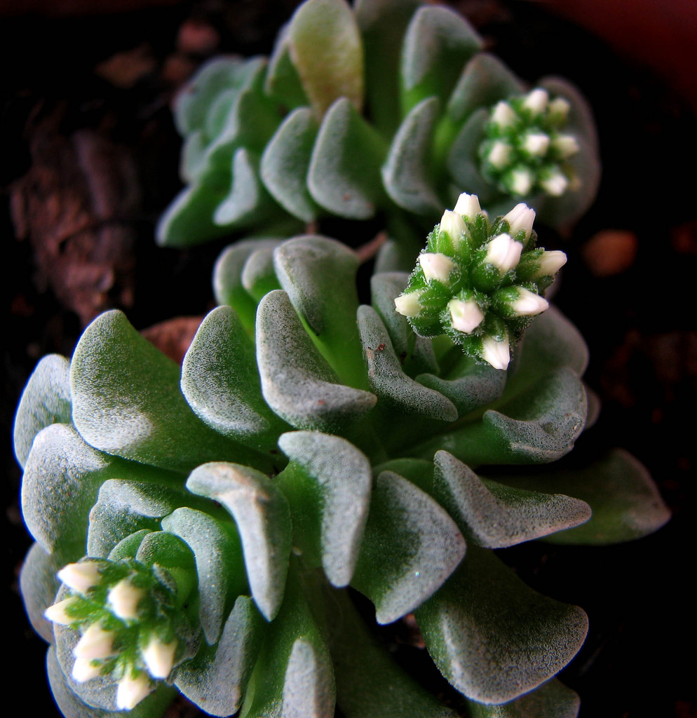 5201116050_5561d39b0c_b.jpg