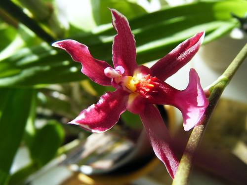 5201273666_e146b80a7a.jpg