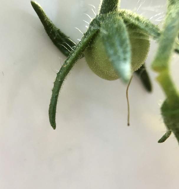 52187777810_4c4ea95616_z.jpg