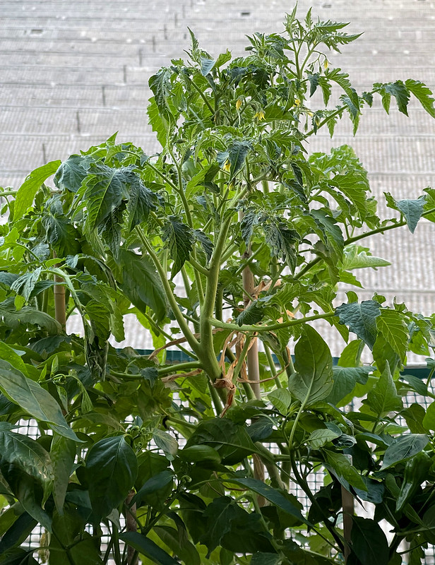 52200865714_9d539e3f19_c.jpg
