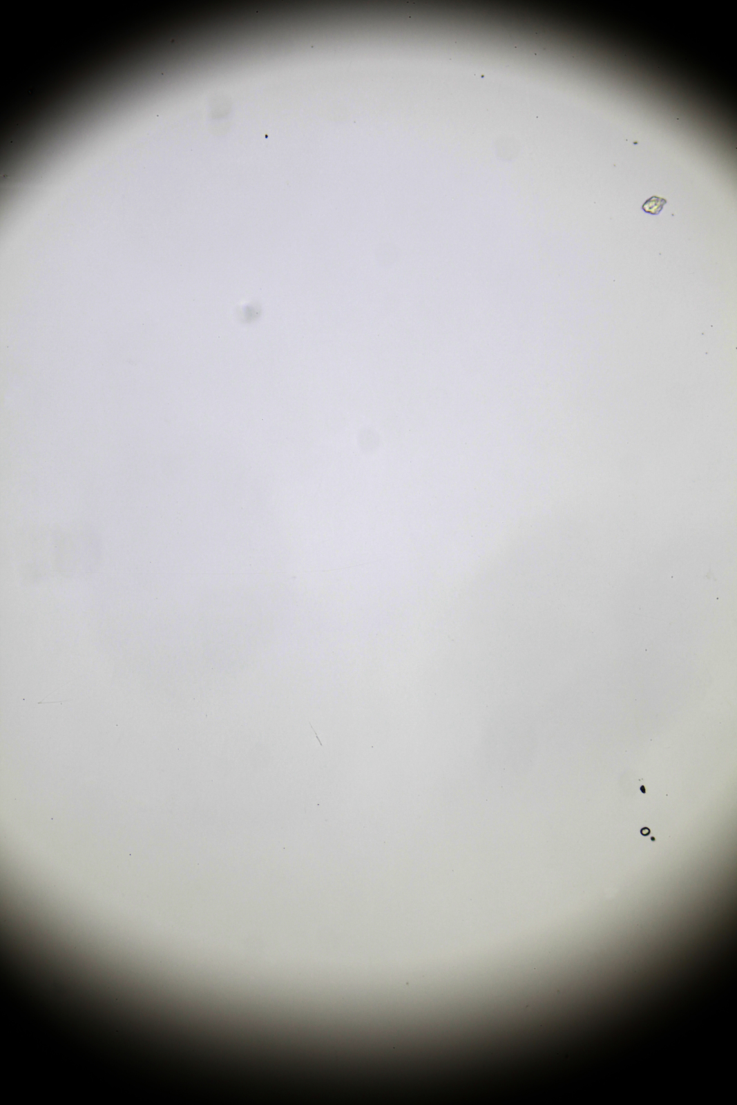 52232128615_bf5758e686_o.jpg