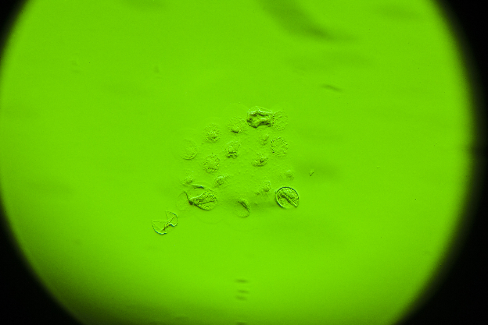 52242878185_5789e57a7c_o.jpg