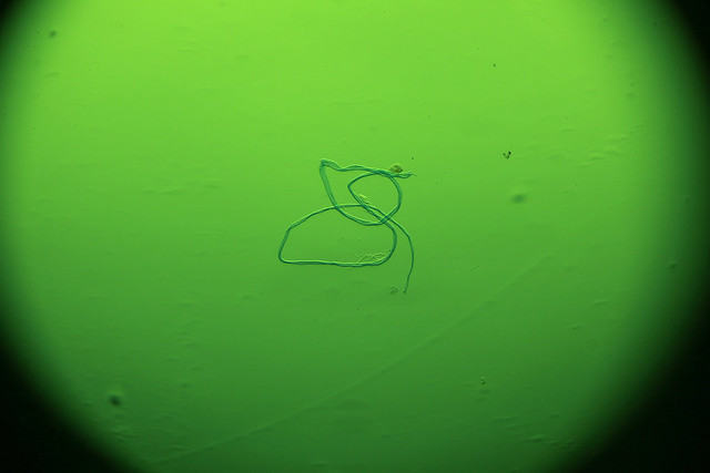 52257852528_953f00b74d_z.jpg
