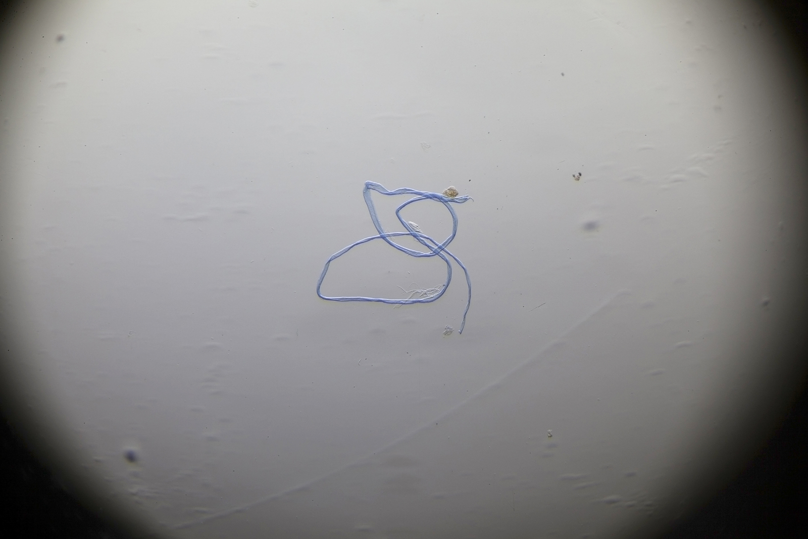52258477564_5d1d961c4a_o.jpg