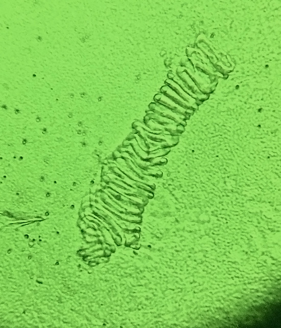 52523648788_2b9c426e6c_z.jpg
