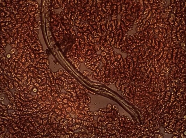 52578556719_e2b6bc4669_z.jpg