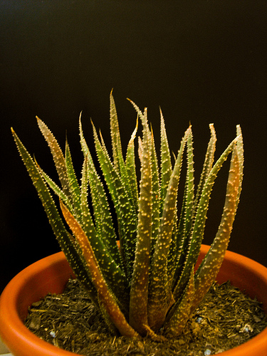 5257911129_0356a17181.jpg