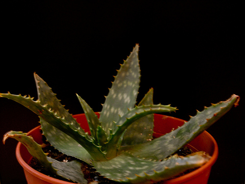 5257928965_21519200c0.jpg