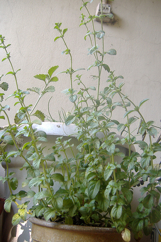 5259509762_12de007eb3.jpg