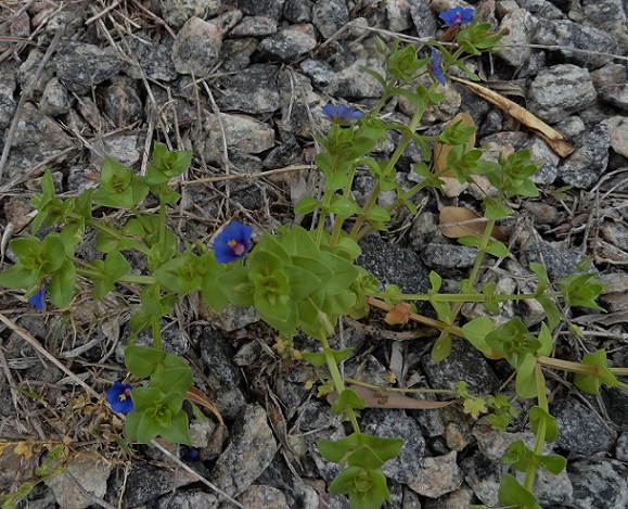 5261a5d5173ca.JPG