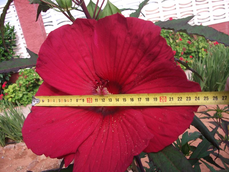 526ba2c48329c.jpg