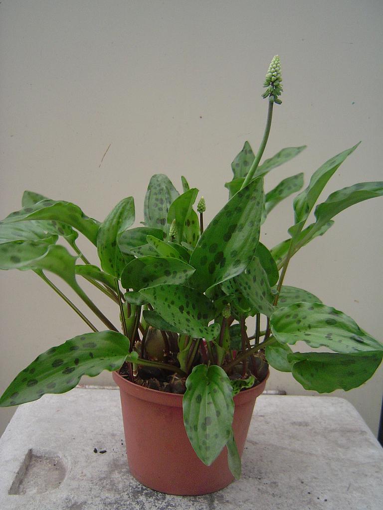 52723e041849e.JPG