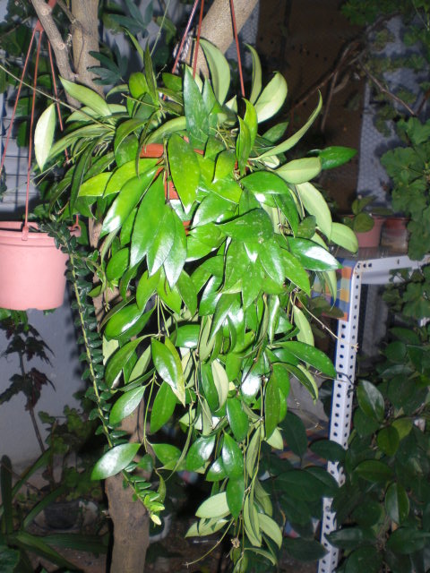 527dd73b3325a.JPG