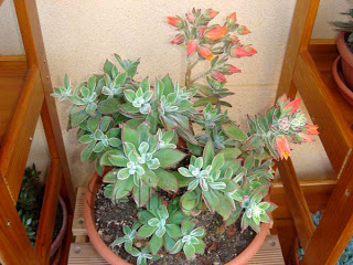5283b396ab006.jpg