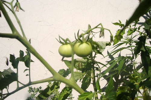 5286440894_ee2223d8cd.jpg